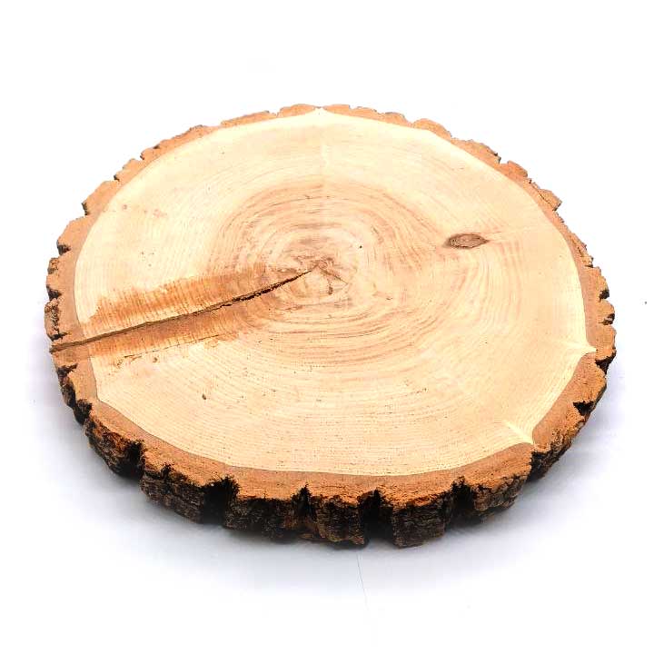 چوب کالباسی درخت زبان گنجشک قطر 25 سانتی‌متر