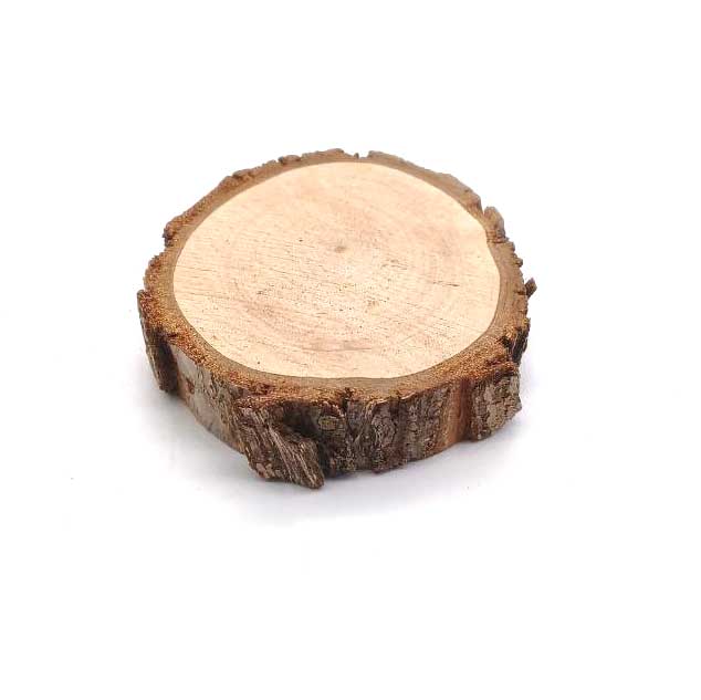 چوب کالباسی درخت گلابی قطر 6 سانتی‌متر