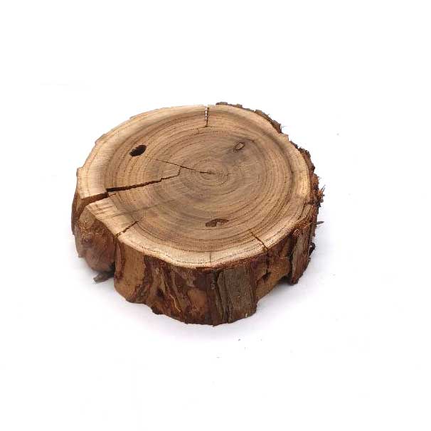چوب کالباسی درخت سنجد قطر 7 سانتی‌متر